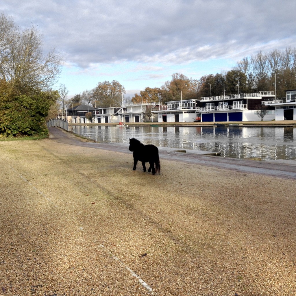 An escaped pony wanders outside Univ boathouse.